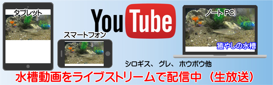 Youtubeのライブストリーム（水槽動画）