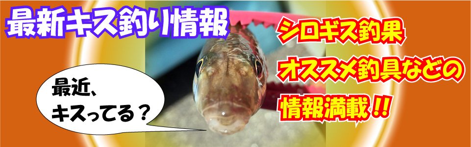 最新キス釣り情報