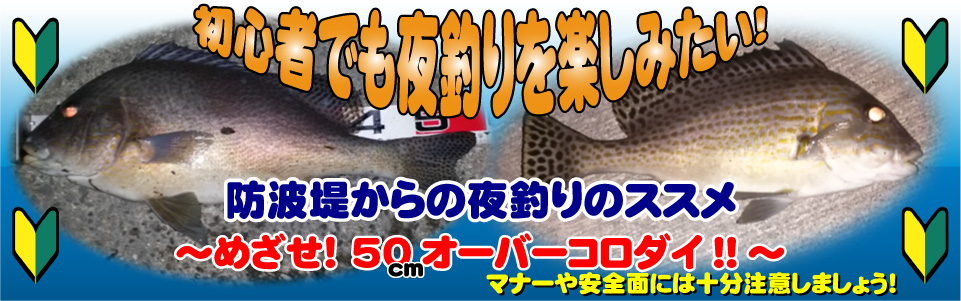 初心者でも夜釣りを楽しみたい！めざせ！50オーバーコロダイ!!